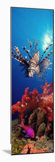 Lionfish and Squarespot Anthias with Soft Corals in the Ocean-null-Mounted Photographic Print