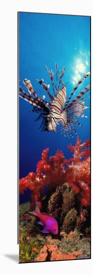 Lionfish and Squarespot Anthias with Soft Corals in the Ocean-null-Mounted Photographic Print