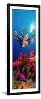 Lionfish and Squarespot Anthias with Soft Corals in the Ocean-null-Framed Photographic Print