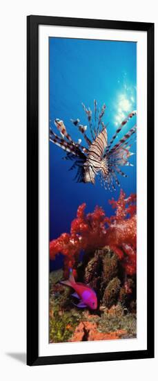 Lionfish and Squarespot Anthias with Soft Corals in the Ocean-null-Framed Photographic Print