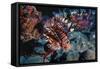 Lionfish at Daedalus Reef (Abu El-Kizan), Red Sea, Egypt-Ali Kabas-Framed Stretched Canvas