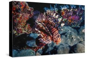 Lionfish at Daedalus Reef (Abu El-Kizan), Red Sea, Egypt-Ali Kabas-Stretched Canvas