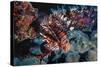 Lionfish at Daedalus Reef (Abu El-Kizan), Red Sea, Egypt-Ali Kabas-Stretched Canvas