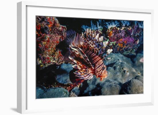 Lionfish at Daedalus Reef (Abu El-Kizan), Red Sea, Egypt-Ali Kabas-Framed Photographic Print