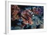 Lionfish at Daedalus Reef (Abu El-Kizan), Red Sea, Egypt-Ali Kabas-Framed Photographic Print