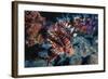 Lionfish at Daedalus Reef (Abu El-Kizan), Red Sea, Egypt-Ali Kabas-Framed Photographic Print