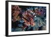 Lionfish at Daedalus Reef (Abu El-Kizan), Red Sea, Egypt-Ali Kabas-Framed Photographic Print