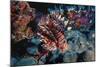 Lionfish at Daedalus Reef (Abu El-Kizan), Red Sea, Egypt-Ali Kabas-Mounted Photographic Print