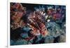 Lionfish at Daedalus Reef (Abu El-Kizan), Red Sea, Egypt-Ali Kabas-Framed Photographic Print