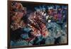 Lionfish at Daedalus Reef (Abu El-Kizan), Red Sea, Egypt-Ali Kabas-Framed Photographic Print