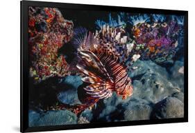 Lionfish at Daedalus Reef (Abu El-Kizan), Red Sea, Egypt-Ali Kabas-Framed Photographic Print