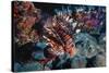 Lionfish at Daedalus Reef (Abu El-Kizan), Red Sea, Egypt-Ali Kabas-Stretched Canvas