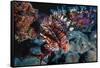 Lionfish at Daedalus Reef (Abu El-Kizan), Red Sea, Egypt-Ali Kabas-Framed Stretched Canvas