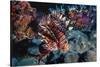 Lionfish at Daedalus Reef (Abu El-Kizan), Red Sea, Egypt-Ali Kabas-Stretched Canvas