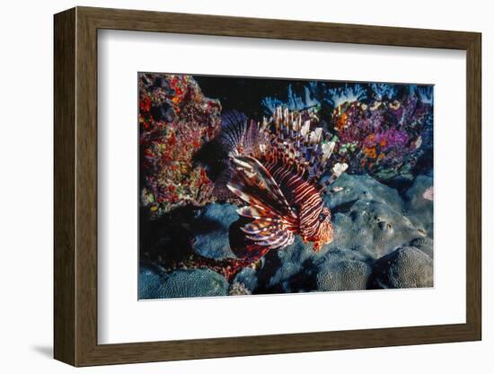 Lionfish at Daedalus Reef (Abu El-Kizan), Red Sea, Egypt-Ali Kabas-Framed Photographic Print