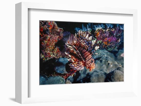 Lionfish at Daedalus Reef (Abu El-Kizan), Red Sea, Egypt-Ali Kabas-Framed Photographic Print