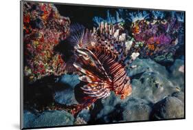 Lionfish at Daedalus Reef (Abu El-Kizan), Red Sea, Egypt-Ali Kabas-Mounted Photographic Print