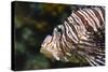 Lionfish, Beautiful Sea Fish-Yongkiet-Stretched Canvas