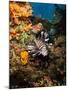 Lionfish, Fiji-Stocktrek Images-Mounted Photographic Print