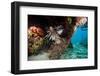 Lionfish in Coral Reef in Dominican Republic-Paul Souders-Framed Photographic Print