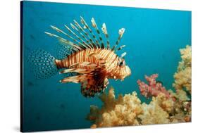 Lionfish or Turkeyfish (Pterois Volitans), Indian Ocean, Andaman Sea.-Reinhard Dirscherl-Stretched Canvas