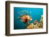 Lionfish or Turkeyfish (Pterois Volitans), Indian Ocean, Andaman Sea.-Reinhard Dirscherl-Framed Photographic Print