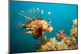 Lionfish or Turkeyfish (Pterois Volitans), Indian Ocean, Andaman Sea.-Reinhard Dirscherl-Mounted Photographic Print