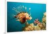 Lionfish or Turkeyfish (Pterois Volitans), Indian Ocean, Andaman Sea.-Reinhard Dirscherl-Framed Photographic Print