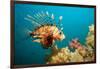 Lionfish or Turkeyfish (Pterois Volitans), Indian Ocean, Andaman Sea.-Reinhard Dirscherl-Framed Photographic Print