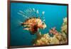 Lionfish or Turkeyfish (Pterois Volitans), Indian Ocean, Andaman Sea.-Reinhard Dirscherl-Framed Photographic Print