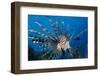 Lionfish or Turkeyfish (Pterois Volitans), Indian Ocean.-Reinhard Dirscherl-Framed Photographic Print