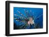 Lionfish or Turkeyfish (Pterois Volitans), Indian Ocean.-Reinhard Dirscherl-Framed Photographic Print