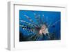 Lionfish or Turkeyfish (Pterois Volitans), Indian Ocean.-Reinhard Dirscherl-Framed Photographic Print