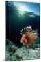 Lionfish or Turkeyfish (Pterois Volitans), Indonesia.-Reinhard Dirscherl-Mounted Premium Photographic Print