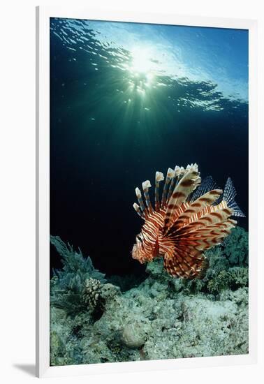 Lionfish or Turkeyfish (Pterois Volitans), Indonesia.-Reinhard Dirscherl-Framed Premium Photographic Print