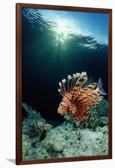 Lionfish or Turkeyfish (Pterois Volitans), Indonesia.-Reinhard Dirscherl-Framed Premium Photographic Print