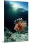 Lionfish or Turkeyfish (Pterois Volitans), Indonesia.-Reinhard Dirscherl-Mounted Premium Photographic Print