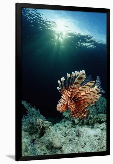 Lionfish or Turkeyfish (Pterois Volitans), Indonesia.-Reinhard Dirscherl-Framed Premium Photographic Print