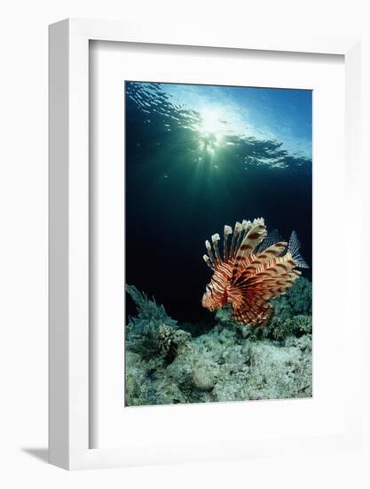 Lionfish or Turkeyfish (Pterois Volitans), Indonesia.-Reinhard Dirscherl-Framed Photographic Print