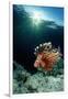 Lionfish or Turkeyfish (Pterois Volitans), Indonesia.-Reinhard Dirscherl-Framed Photographic Print