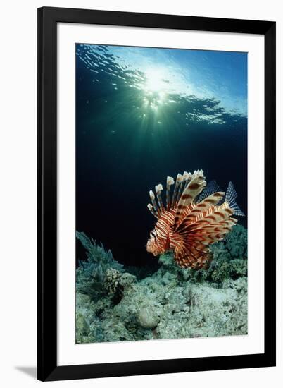 Lionfish or Turkeyfish (Pterois Volitans), Indonesia.-Reinhard Dirscherl-Framed Photographic Print