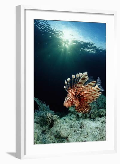 Lionfish or Turkeyfish (Pterois Volitans), Indonesia.-Reinhard Dirscherl-Framed Photographic Print