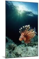 Lionfish or Turkeyfish (Pterois Volitans), Indonesia.-Reinhard Dirscherl-Mounted Photographic Print