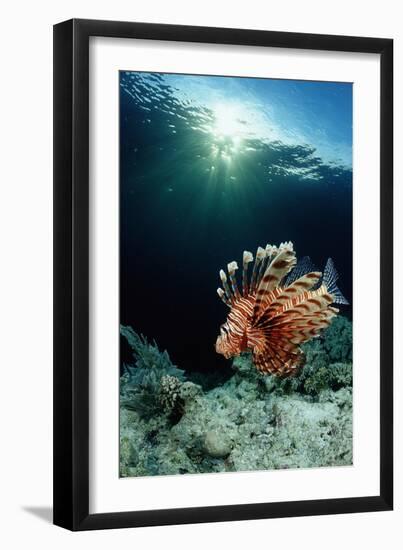 Lionfish or Turkeyfish (Pterois Volitans), Indonesia.-Reinhard Dirscherl-Framed Photographic Print