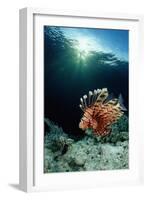 Lionfish or Turkeyfish (Pterois Volitans), Indonesia.-Reinhard Dirscherl-Framed Photographic Print