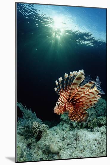 Lionfish or Turkeyfish (Pterois Volitans), Indonesia.-Reinhard Dirscherl-Mounted Photographic Print