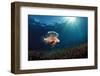 Lionfish or Turkeyfish (Pterois Volitans), Indonesia.-Reinhard Dirscherl-Framed Photographic Print