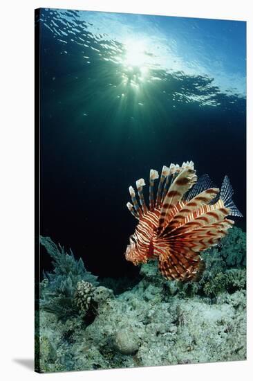 Lionfish or Turkeyfish (Pterois Volitans), Indonesia.-Reinhard Dirscherl-Stretched Canvas