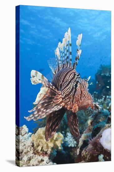 Lionfish (Pterois Miles)-Reinhard Dirscherl-Stretched Canvas
