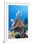 Lionfish (Pterois Miles)-Reinhard Dirscherl-Framed Photographic Print